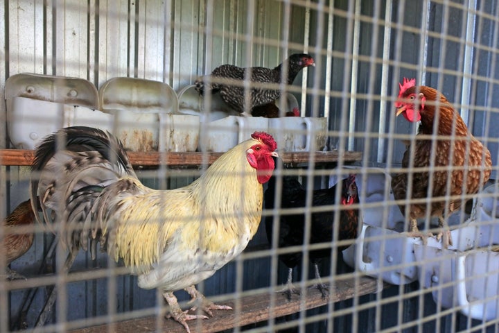 Free range chickens in a coop behind a security mesh fence