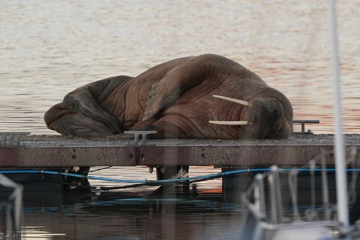 A walrus at the Royal Northumberland Yacht Club in Blyth on Monday.