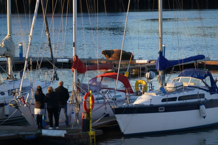People look at a walrus at the Royal Northumberland Yacht Club in Blyth.
