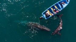 クジラが観光客にサプライズ