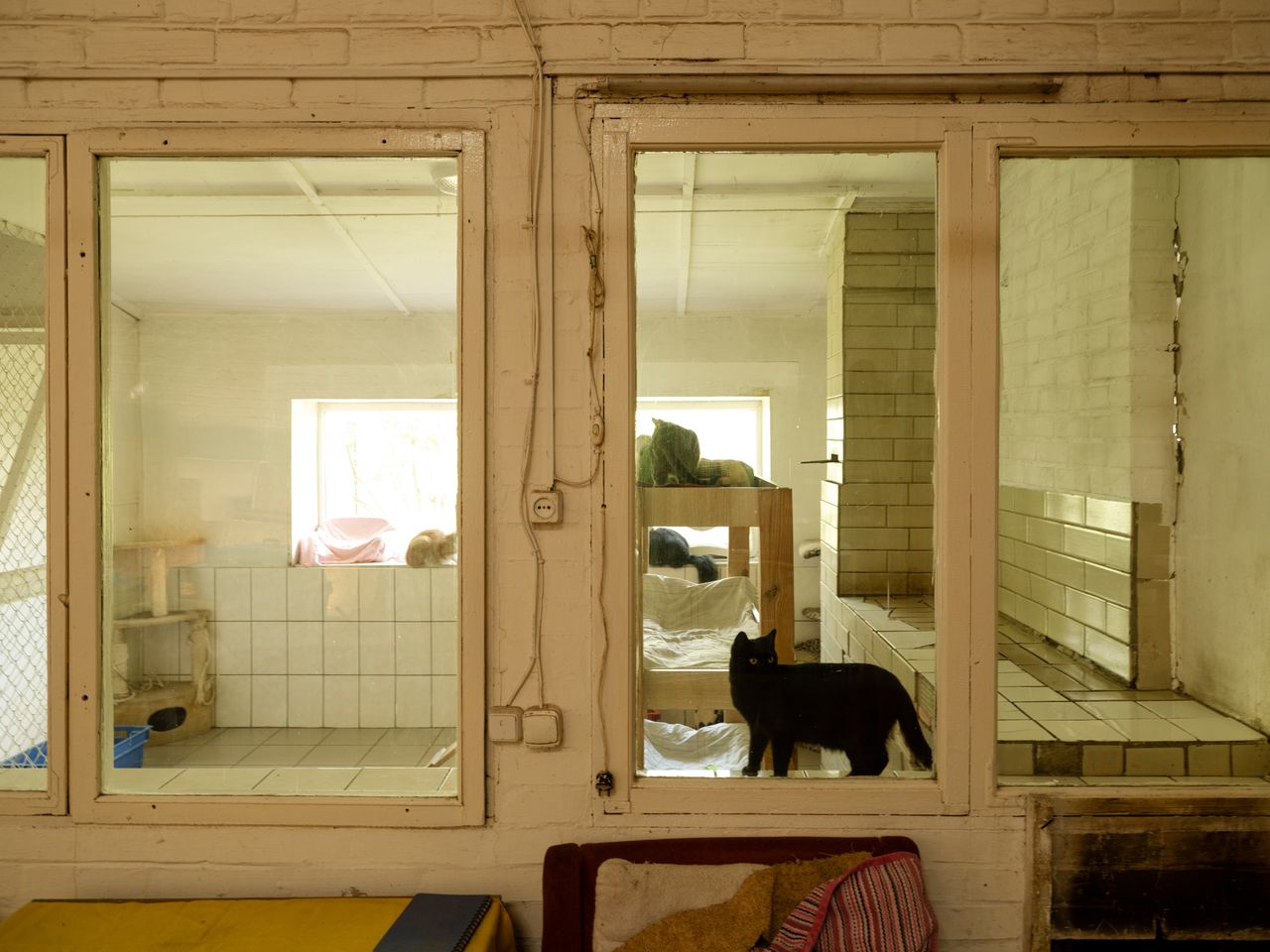 A cat poses in a window at Hostomel Animal Shelter in Hostomel, Ukraine