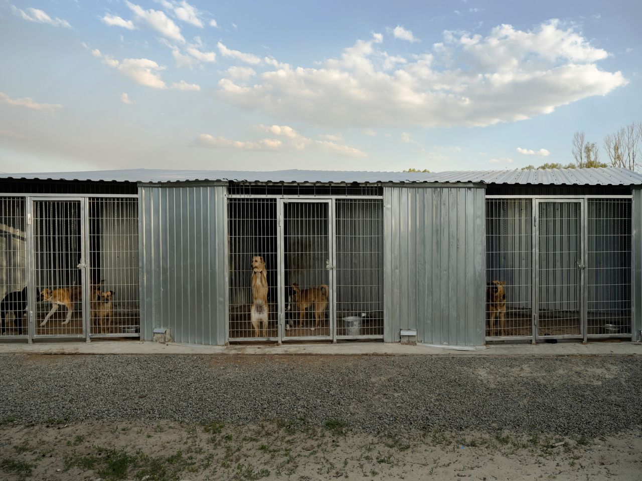 Dogs wait in outdoor shelters at Sirius animal shelter in Fedorivka, Ukraine.