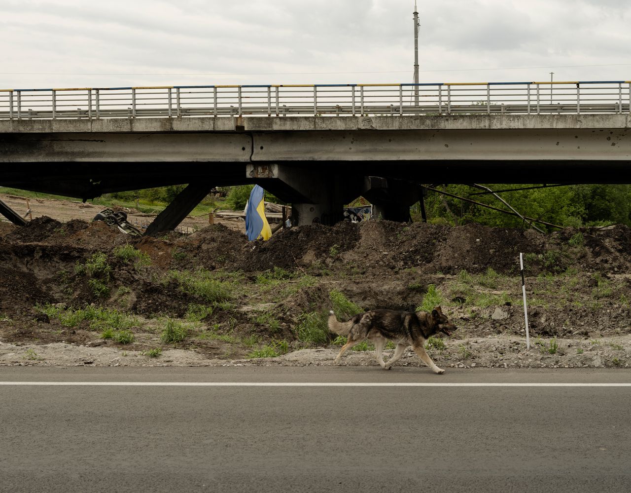 A stray dog runs along the road near a bridge that was destroyed near Irpin, Ukraine.