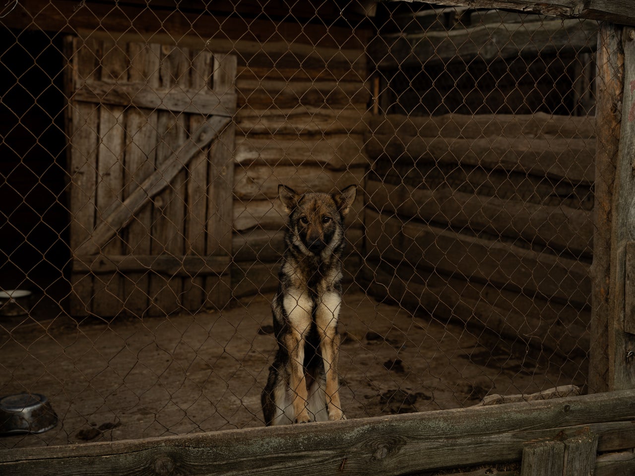 can you adopt dogs in skyrim