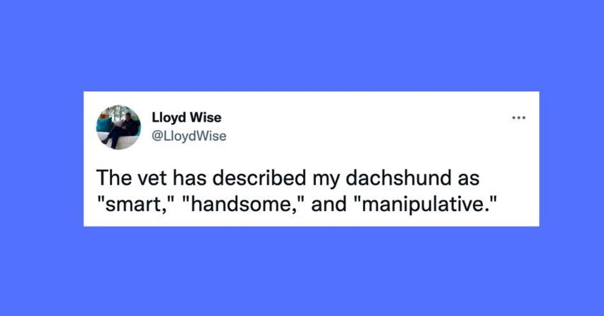 22 Of The Funniest Tweets About Cats And Dogs This Week Dec 31 Jan 6 22 of the funniest tweets about cats and dogs this week dec 31 jan 6