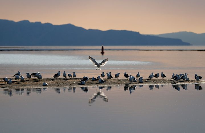 California gulls sit on an exposed sand bank at the Great Salt Lake on Aug.  2, 2021, near Magna, Utah.