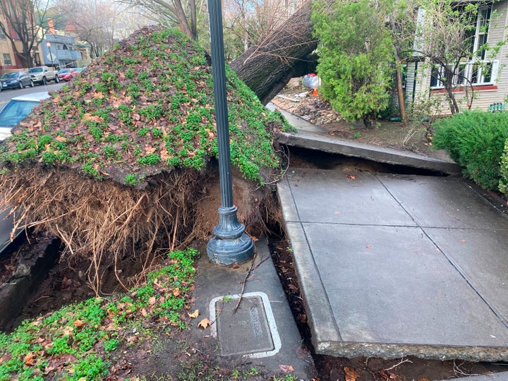 A tree collapsed and ripped up the sidewalk damaging a home in Sacramento, Calif., on Jan. 8, 2023.