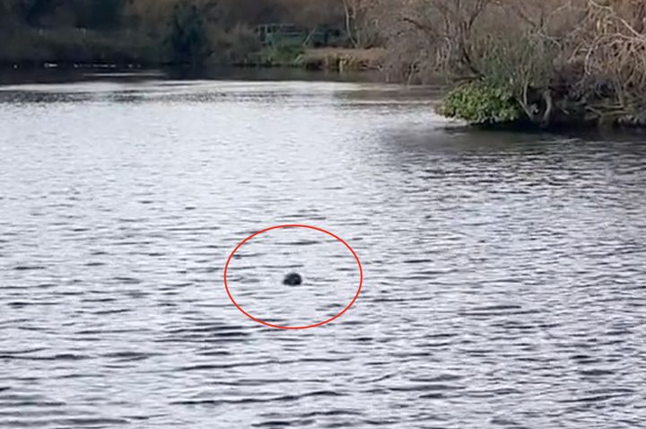 The seal, spotted in Rochford Reservoir
