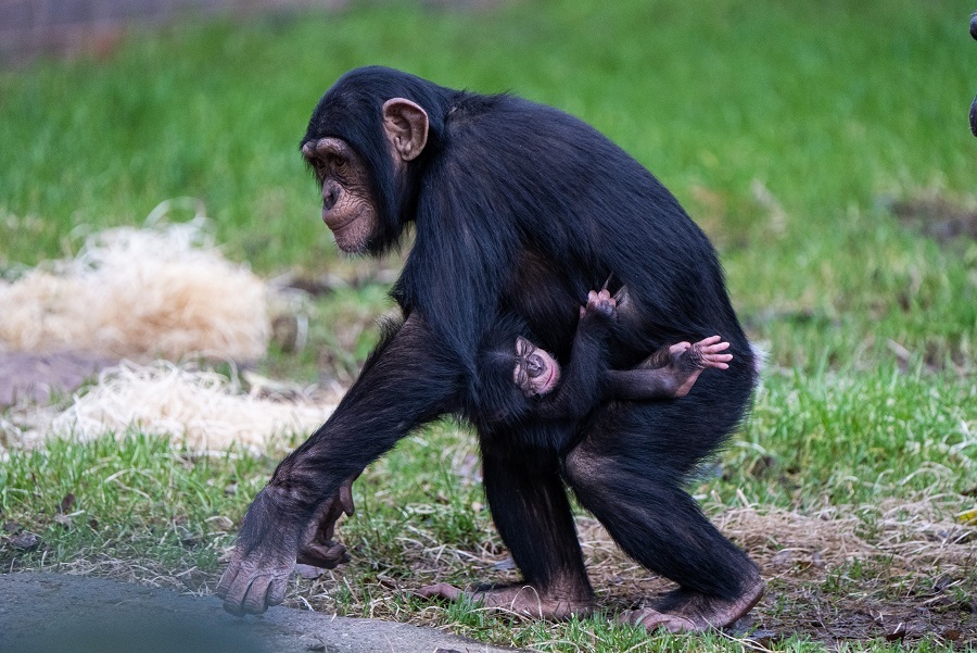 You Need To See These Pictures Of The Worlds Rarest Chimpanzee And His Family HuffPost UK News hq pic