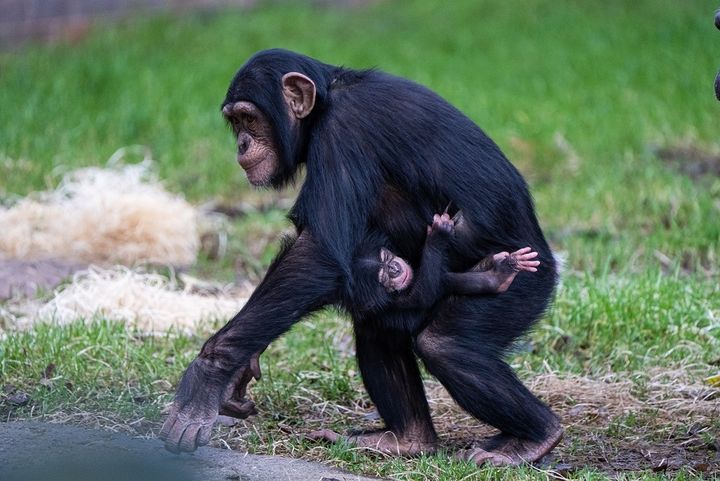The baby chimp clings on