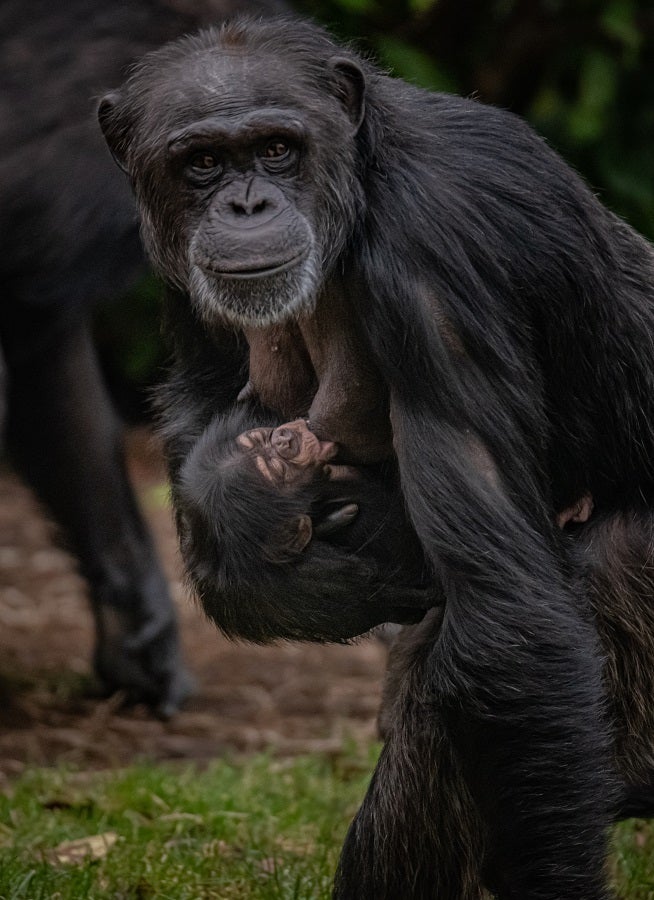 Hugging a baby chimpanzee and walking it around the zoo