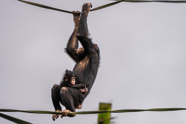 Baby chimpanzee goes to obstacle course