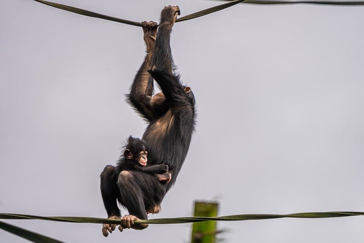 Baby chimp goes on the obstacle course