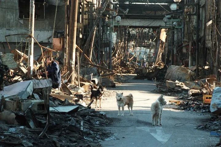 飼い主が行方不明のためか、野良犬が目立つ被災地（兵庫・神戸市長田区）