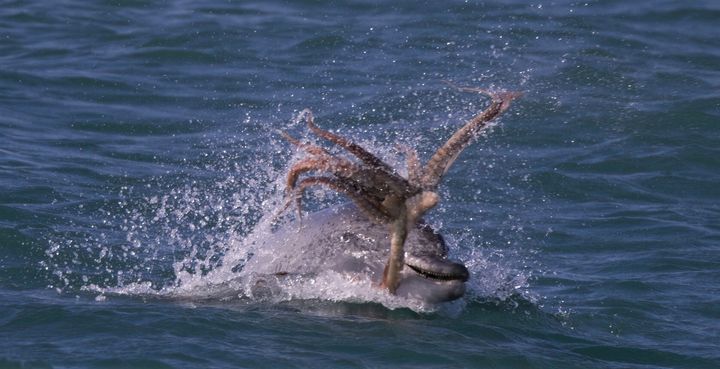 Ενας φωτογράφος από το Περθ, ο Καλούμ Κρεγκ απαθανάτισε αυτή την επική φωτογραφία ενός δελφινιού που πετάει ένα χταπόδι στον άερα στη Μαντούρα
