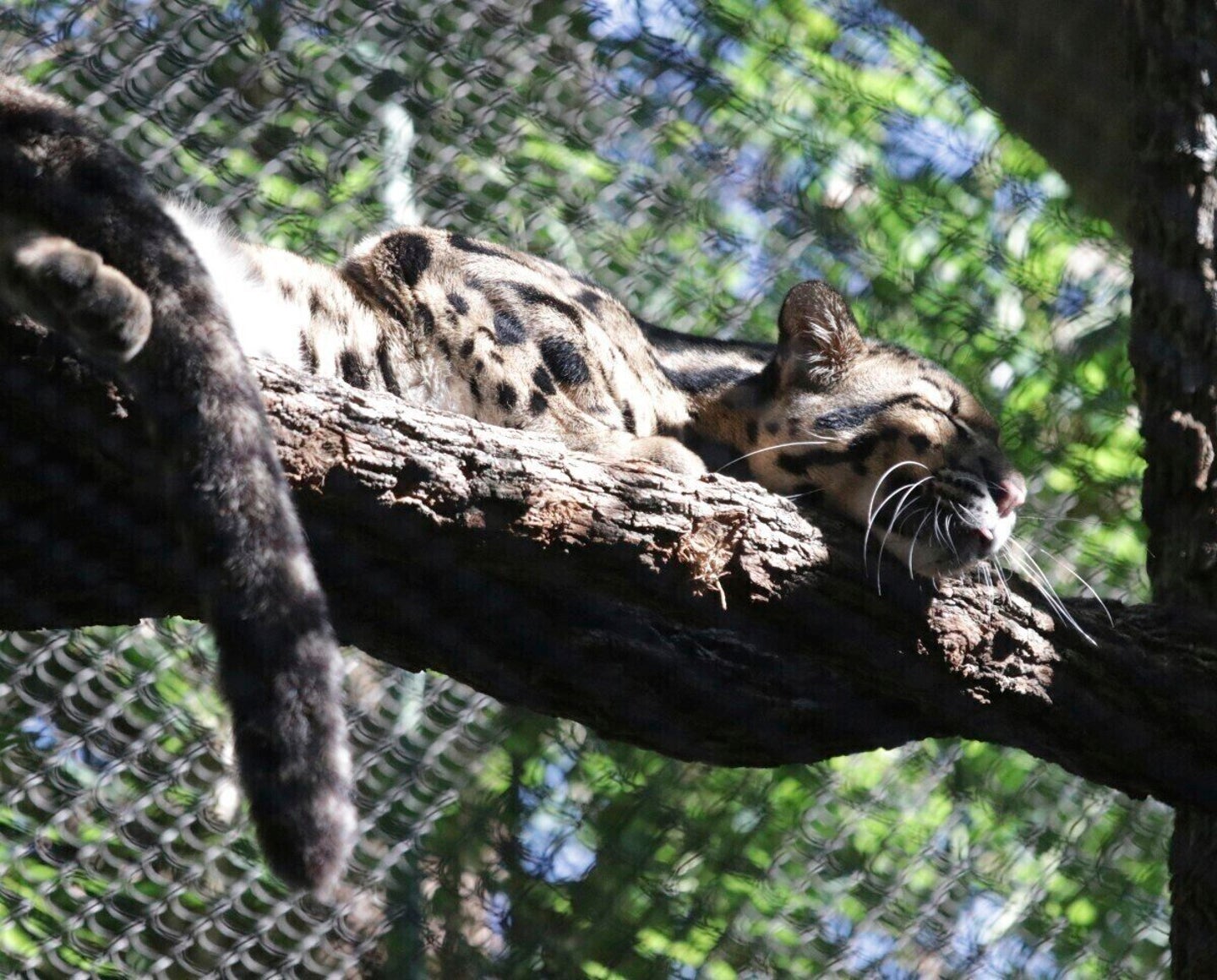 Dallas Police Searching For Missing Cloud Leopard | HuffPost Weird News