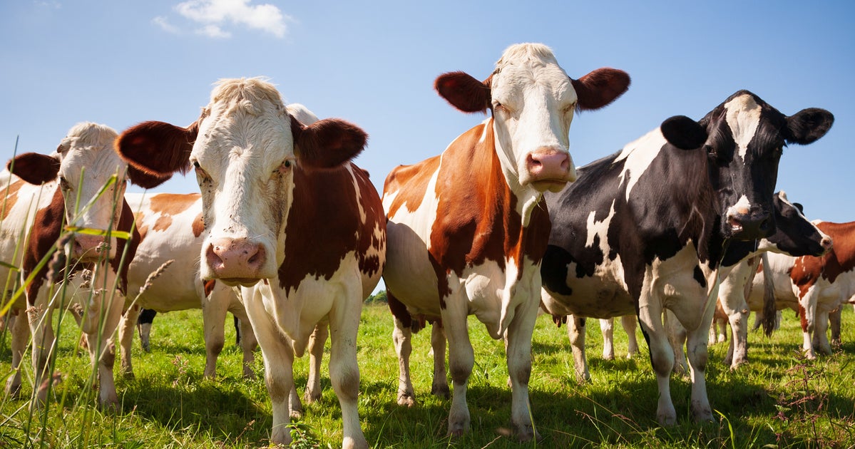 GOP State Lawmaker Has Ideas On Women’s Reproductive Issues Because He Knows Cows GOP State Lawmaker Has Ideas On Women’s Reproductive Issues Because He Knows Cows