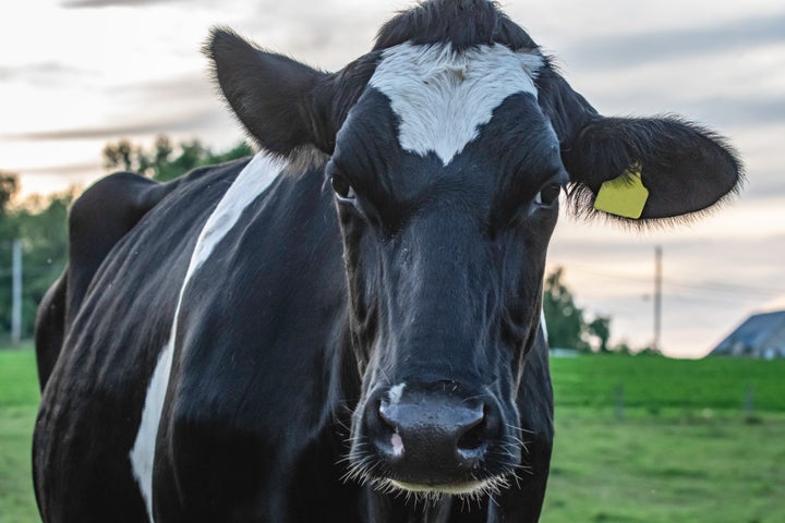 Rep. Jack Nelsen's comments about livestock made the state a "laughingstock," The Idaho Statesman said in an editorial.