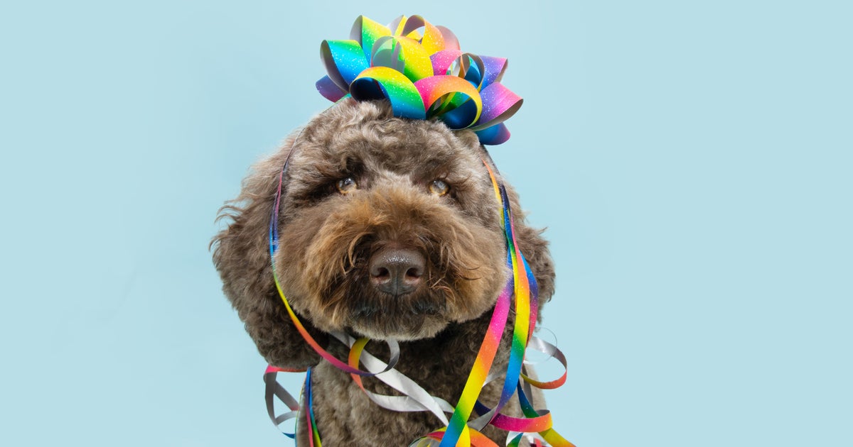 Origen y cómo celebrar el día de San Antón, patrón de los animales