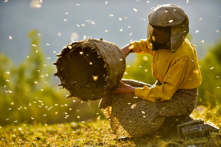 Honeyland, (2019) των Ταμάρα Κοτέφσκα και Λιούμπομιρ Στεφάνοφ, ένα από τα καλύτερα ντοκιμαντέρ της τελευταίας δεκαετίας.