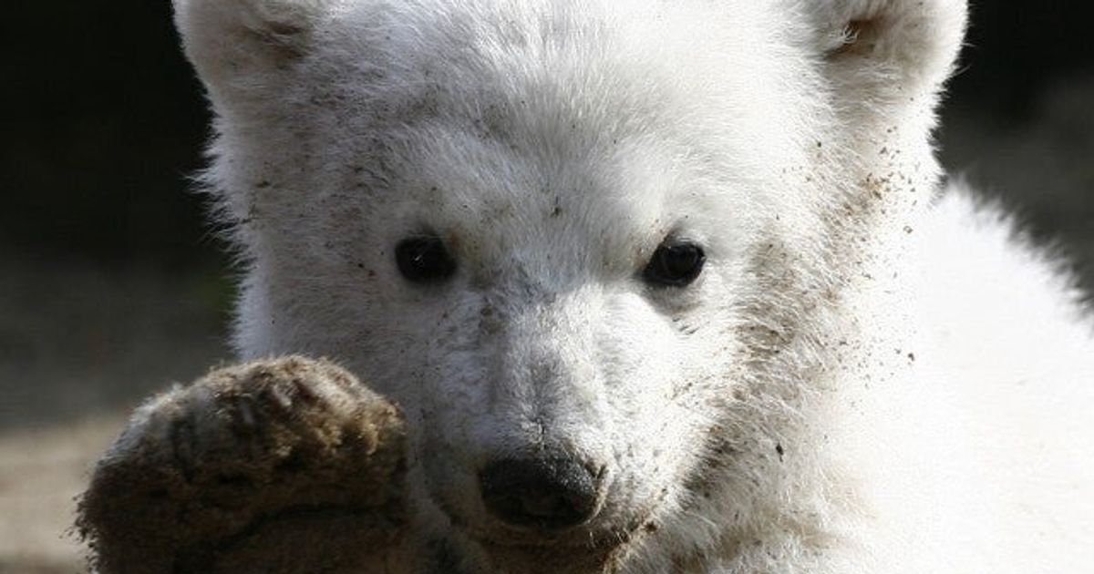 Bid To Halt Polar Bear Trade Fails Huffpost Videos 8190