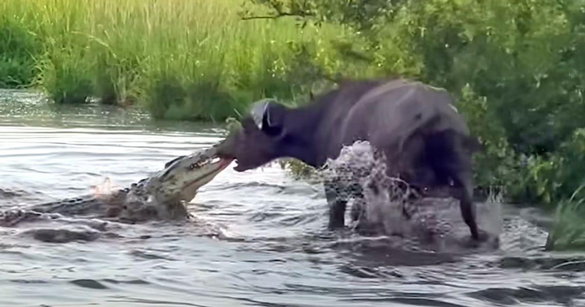 Crocodile Ambushes Buffalo And The Battle Of Wills Begins | HuffPost Latest News