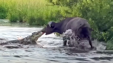  Crocodile Ambushes Buffalo And The Battle Of Wills Begins