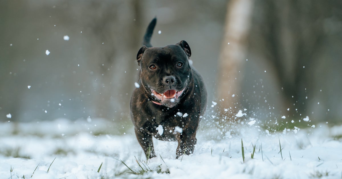 Here's How To Keep Your Dogs Safe In The Freezing Weather HuffPost UK