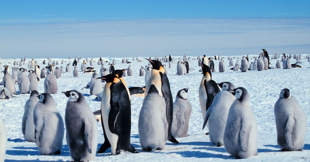 Emperor Penguin Poo Was Seen From Space And Scientists Are Excited