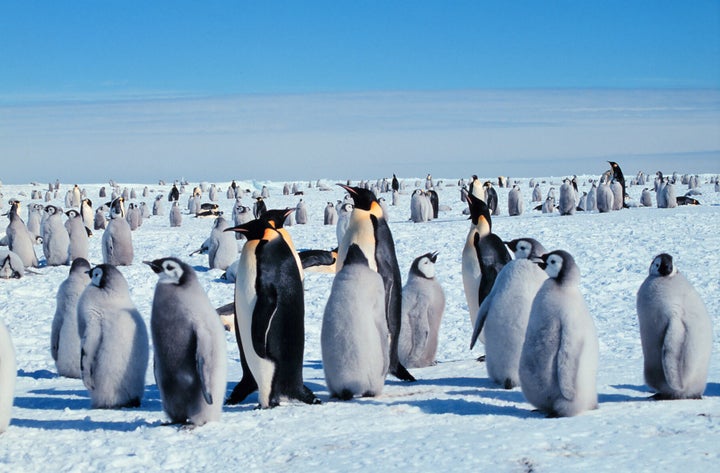 Penguins fans excited about return of the big screen