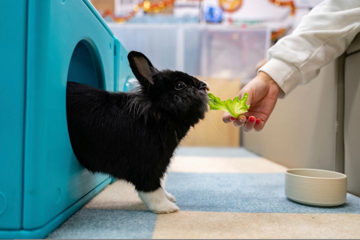 A staff member feeds a rabbit at the Bunny Style Hotel in Hong Kong. (AP Photo/Anthony Kwan)