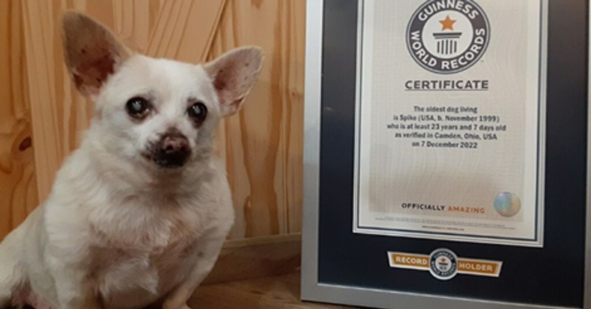 At 23 Years And Counting, This Ohio Chihuahua Is World's Oldest Living Dog