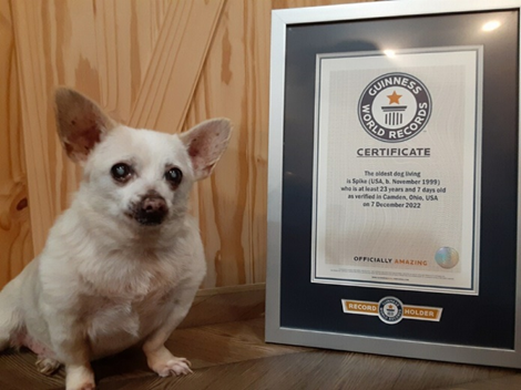 Chihuahua さま Ohio Chihuahua Is World's Oldest Living Dog | HuffPost Weird News