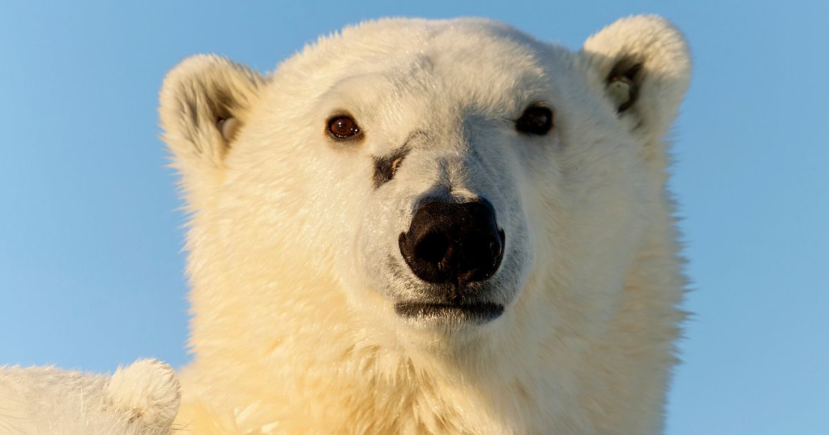 Deadly Attack In Alaska Triggers Renewed Interest In Polar Bear Patrols