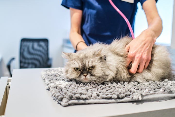 Cats often hide their pain and struggle in new environments, so they're less likely to make it to the vet.