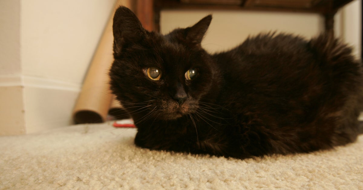 New Pill Treats Diabetic Cats Without Daily Insulin Shots New Pill Treats Diabetic Cats Without Daily Insulin Shots