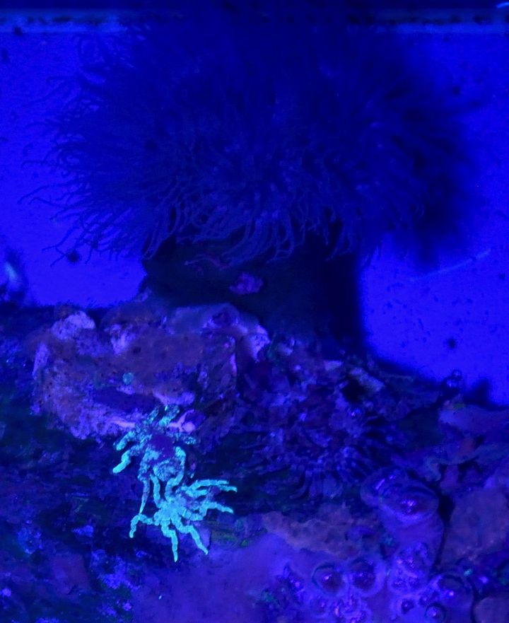 Two adult individuals of the isopod spider P. litorale next to a sea anemone (their prey). When illuminated with a UV light source, the animals fluoresce light blue