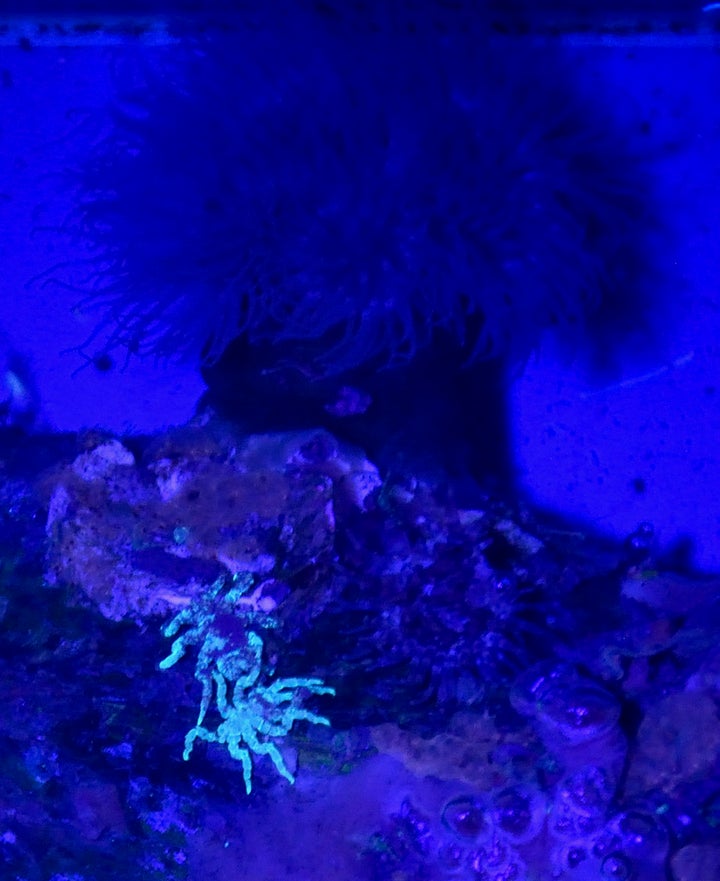 Two adult individuals of the isopod spider P. litorale next to a sea anemone (their prey). When illuminated with a UV light source, the animals fluoresce light blue