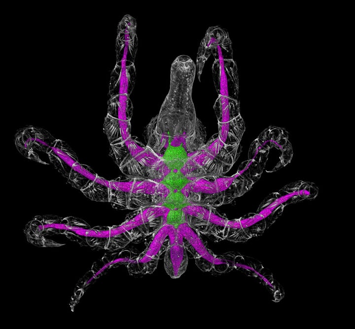 3D reconstruction of the intestine (magenta) and the central elements of the nervous system (green) from an X-ray micro-computed tomography dataset of P. litorale.