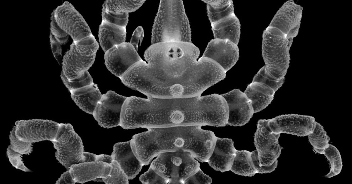 Sea Spider Anuses May Hold The Key To Organ Regeneration In Scientific