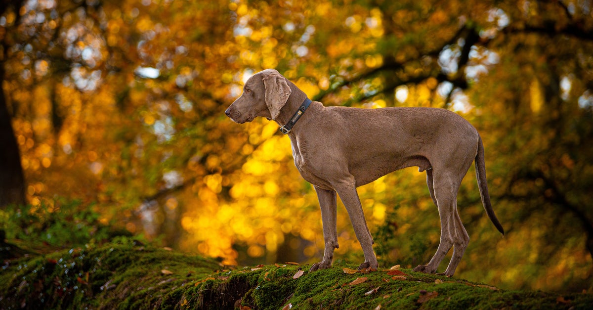 Dog Fatally Shoots Man In 'Hunting Related Accident,' Kansas Officials Say