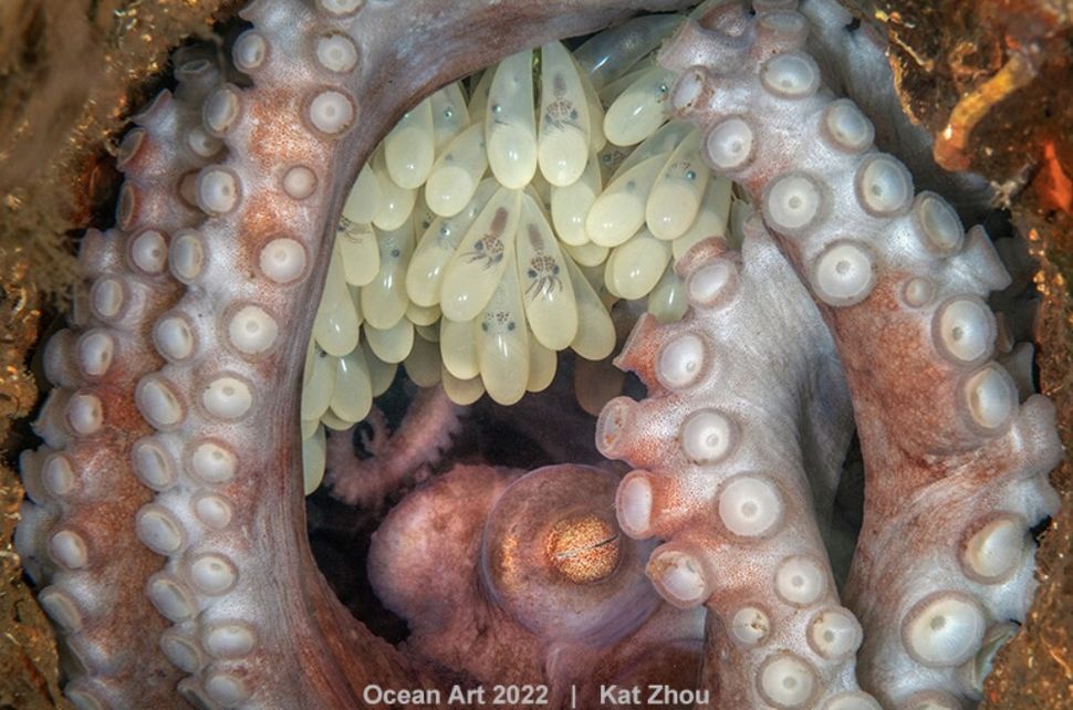 Κατ Ζου, "Octopus Mother" (Φλόριδα, ΗΠΑ). Best of show φωτογραφία. 