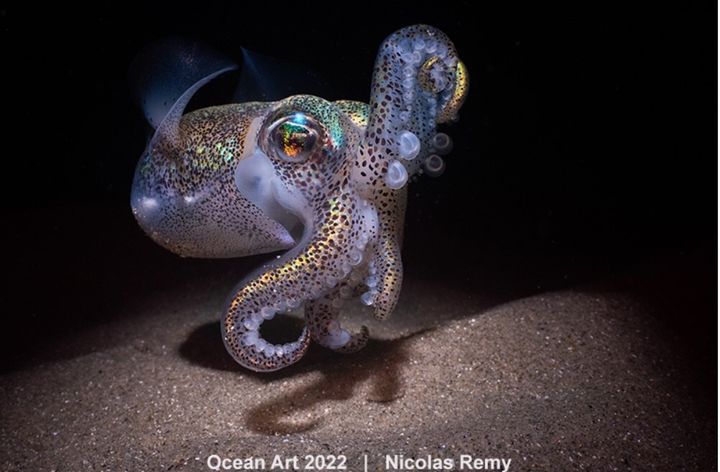 Νίκολας Ρεμί, "Southern Bobtail Squid" (Αυστραλία). Τρίτο βραβείο στην κατηγορία Macro