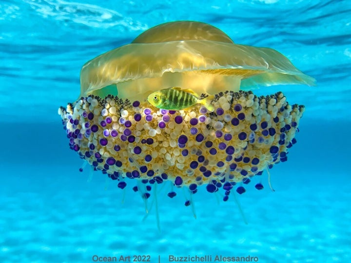 Μπουτσιτσέλι Αλεσσάντρο, "Cassiopea in the Blue" (Κάρλα Λιμπερότο, Ιταλία). Πρώτο βραβείο στην - νέα - κατηγορία Mobile Phone