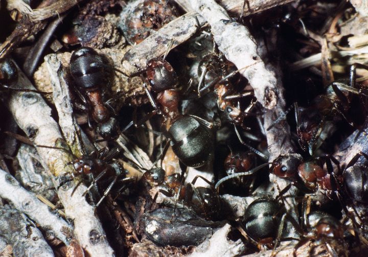 UNSPECIFIED - CIRCA 2003: Black Ants (Formica fusca), Hymenoptera. (Photo by DeAgostini/Getty Images)