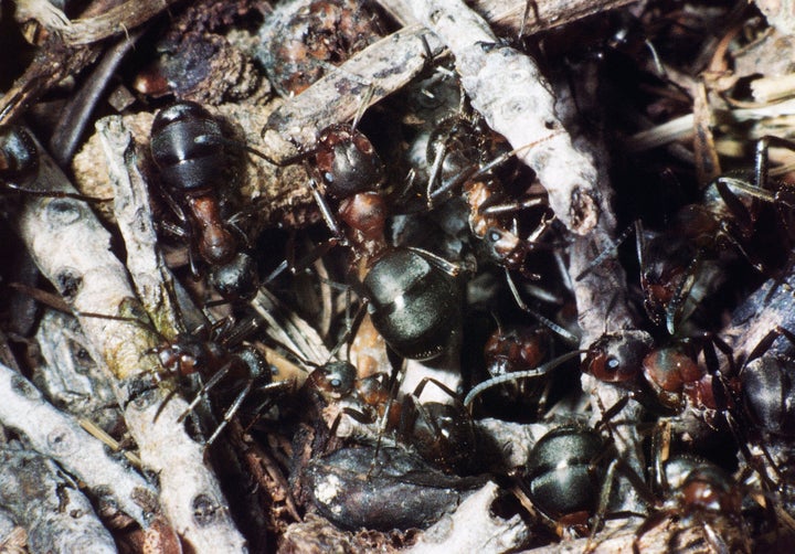 UNSPECIFIED - CIRCA 2003: Black Ants (Formica fusca), Hymenoptera. (Photo by DeAgostini/Getty Images)