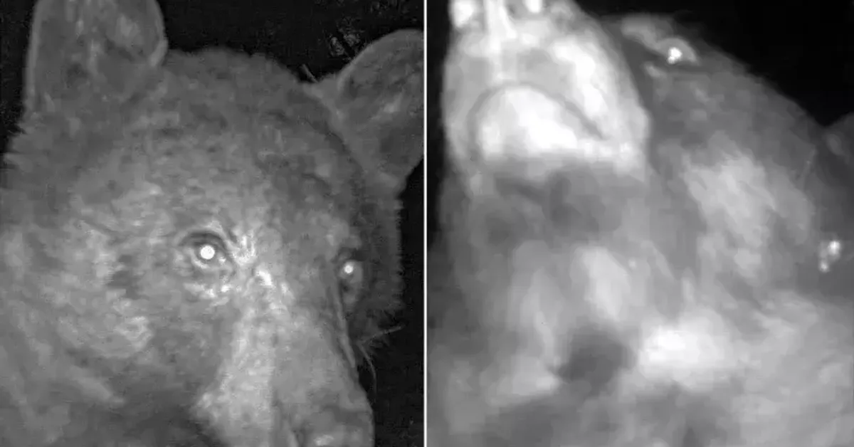 Officials In Colorado Treated To 400 Bear 'Selfies' On Wildlife Camera
