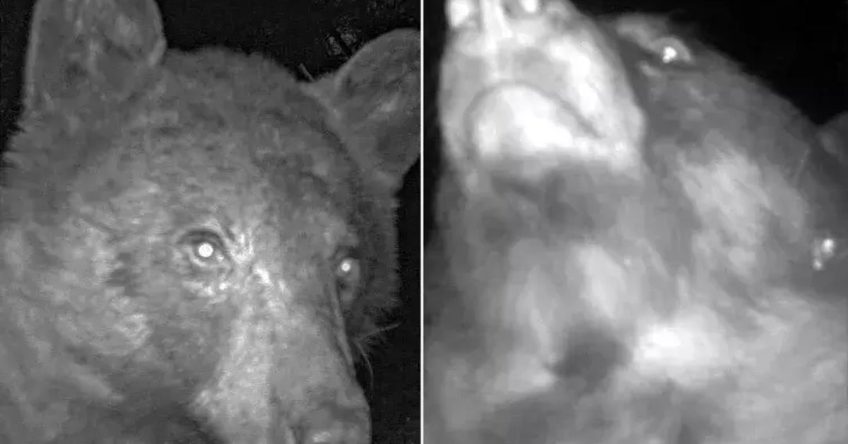 Officials In Colorado Treated To 400 Bear ‘Selfies’ On Wildlife Camera Officials In Colorado Treated To 400 Bear ‘Selfies’ On Wildlife Camera