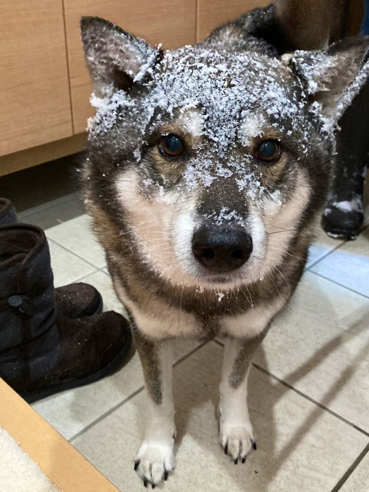 「5分で引き返した犬」