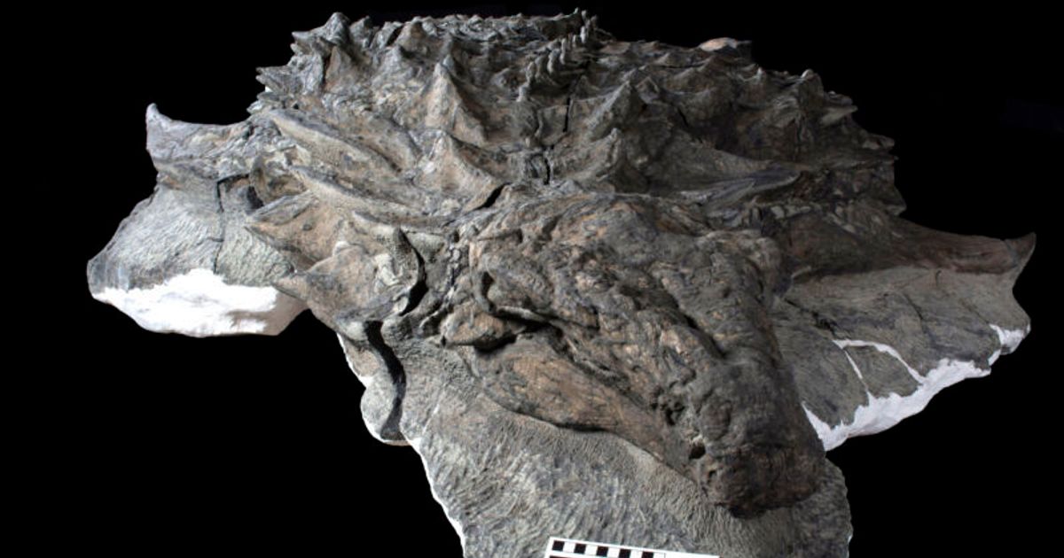 Shocking discovery: Scientists discover that a dinosaur is completely preserved in its skin (photo)